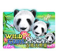 Wild Giant Panda